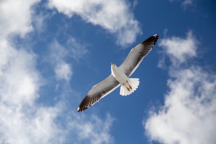 seagull-5289474_1920